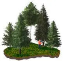 timbercruising